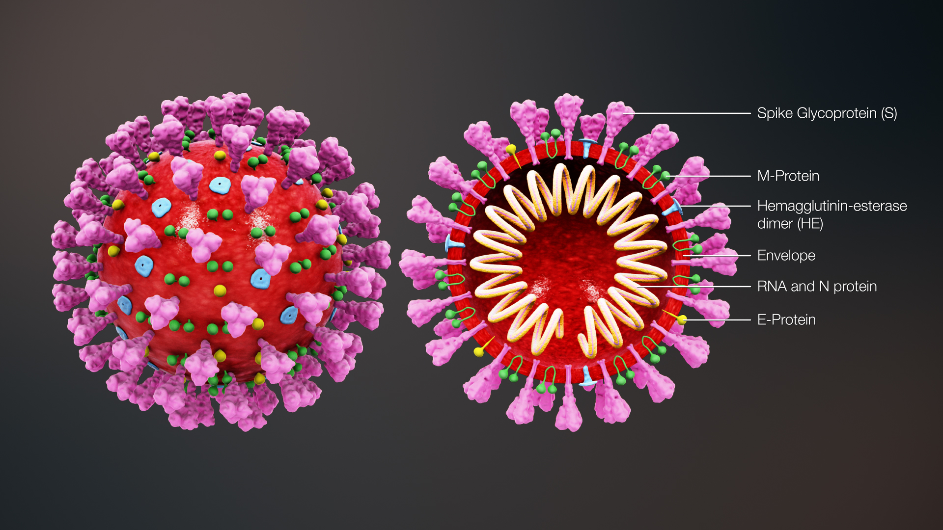 Corona Virus Diagram